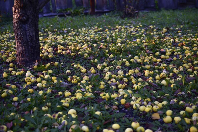 https://cloud-ihr5h8s2r.vercel.app/0yellow-rotting-apples-ground-garden-197976908.jpg